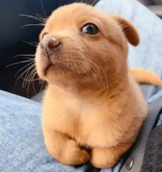 puds