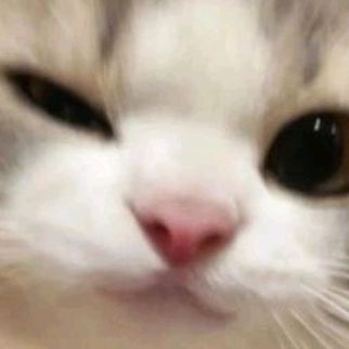 1ycat