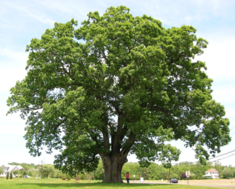 oakTree